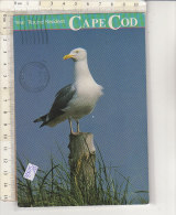PO5182C# MASSACHUSETTS - CAPE CODE - SEA GULL - GABBIANO  VG 1992 - Cape Cod