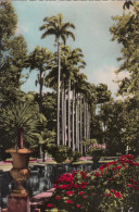 SAINT DENIS DE LA REUNION / LE JARDIN DE L'ETAT - Saint Denis