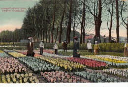 Pays-Bas /  Haarlem / Jardins Horticulture Jacynthes - Haarlem