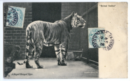 CPA A ROYAL BENGAL TIGER - ANIMAL STUDIES - Tigers