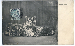 CPA TIGERS AT THE ZOO - ANIMAL STUDIES - Tigres