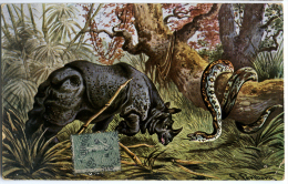 CPA RHINOCEROS ET SERPENT PAR PERLBERG - Rhinocéros