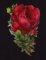 Joli Découpi Fin XIXe Siècle, Chocolat Payraud, Rose Rouge - Flowers