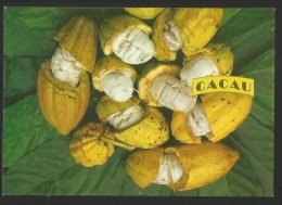 CACAU Kakao Cacao Cacoa Fruto E Amêndoas Ilheus Bahia Brasil 1996 - Porto Alegre