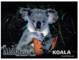 (PH 516) Australia  - Koala - Outback