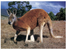 (PH 516) Australia  - Kangaroo - Outback