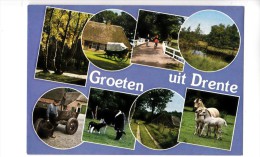 BF13502 Horses Types Mooi Drente Netherland Front/back Image - Andere & Zonder Classificatie