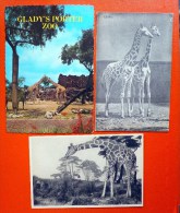 CP Lot 3x Photo Cp Girafe 1x Galerie Duc Orlean 1x Gladys Porter Zoo Texas Voyagé 1980 - Girafes