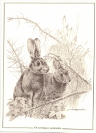Belgium Reproduction On Carton Of Drawing By André Buzin, European Rabbit, Lapin Konijn - 1985-.. Oiseaux (Buzin)