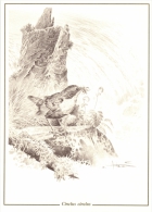 Belgium Reproduction On Carton Of Drawing By André Buzin, White-throated Dipper, Cincle Plongeur, Waterspreeuw - 1985-.. Uccelli (Buzin)