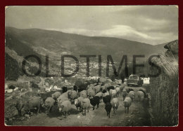 SERRA DA ESTRELA - ESTRADA DE MANTEIGAS - UM REBANHO DE OVELHAS - 1950 REAL PHOTO PC - Castelo Branco