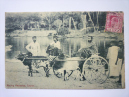 CEYLON  :  RACING  HACKERIES  -  TB Plan      1905 - Sri Lanka (Ceylon)