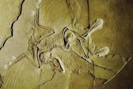 (NZ10-029  )   Archaeopteryx   Fossils  , Postal Stationery-Postsache F - Fossilien