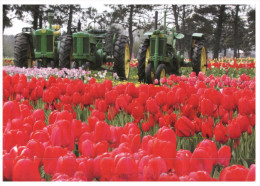 (215) Netherlands - Tulip Farm And Tractors - Tractores