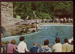 CPM Neuve Allemagne DUIDBURGER Fütterung Am Robbenbecken Le Repas Des Otaries - Duisburg