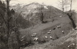 EAUX BONNES -64- PATURAGES SUR LA MONTAGNE VERTE AU FOND LES CINQ MONTS - Eaux Bonnes