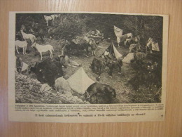 Southern Battlefield - Train Camp - Horses -Austro-Hungarian Army  - WWI-grande Guerre 1914-18 - Print   W87 - Autres & Non Classés