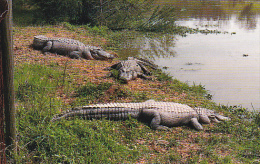 Louisaiana Hammond Alligators At Kliebert's Alligator Farm - Sonstige & Ohne Zuordnung