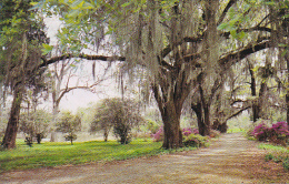 Louisaiana Spanish Moss Oak Trees And Azaleas - Altri & Non Classificati