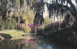 Louisaiana Jungle Garden At Avery Island - Otros & Sin Clasificación