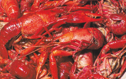 Louisaiana Cooked Cajun Crawfish - Other & Unclassified