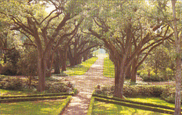 Louisaiana St Francisville Rosedown Plantation And Gardens Avenue Of Oaks - Other & Unclassified