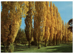 (316) Australia - ACT - Canberra Poplars - Canberra (ACT)