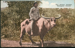 The Patient Carabao Philippine Islande - Filipinas