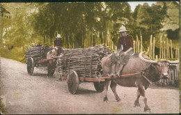 Native Carabao Carts - Philippines