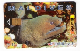 Maldiven - Maldives - Dhiraagu - Moray Eel - Fish - Fisch - Moräne - 256MLD - Maldiven