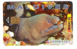 Maldiven - Maldives - Dhiraagu - Moray Eel - Fish - Fisch - Moräne - 274MLD - Maldives