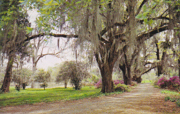 Louisiana Spanish Moss Oak Trees And Azaleas - Other & Unclassified