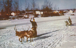 Alaska Fairbanks Reindeer Team And Sled On CHENA - Fairbanks