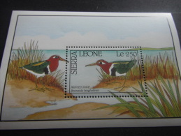 Sierra Leone -Birds - Specht- & Bartvögel