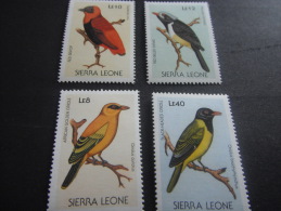 Sierra Leone -Birds - Picchio & Uccelli Scalatori