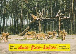 D-33758 Holte-Stukenbrock - Senne Großwildsafari - Löwengruppe - Bielefeld