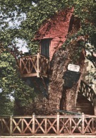 Allouville - Le Gros Chêne N°11 Kunzler PhotoYvetot Dentelée Colorisée (arbre Remarquable) - Allouville-Bellefosse
