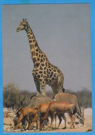 Etosha National Park Giraffes UNUSED - Girafes