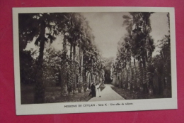 C P Ceylan Missions Une Allee De Talipots - Sri Lanka (Ceylon)