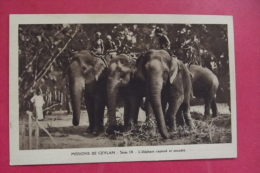 C P Ceylan Missions L'elephant  Capturé Et Encadré - Sri Lanka (Ceylon)