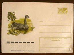 URSS-RUSSIE Oiseaux, Cygne Noir. Entier Postal Emis En 1976. Neuf - Cisnes