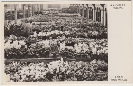 Aalsmeer - Potplantenveiling Tijdens De Dagen Voor Kerstmis(La Criée Pour La Vente Des Plantes En Pots Du Temps De Noël) - Aalsmeer