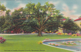 Georgia Savannah Old Oak In Chandler Hosipital Grounds - Savannah