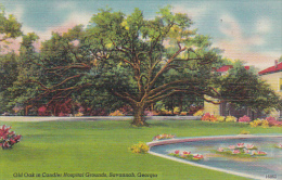 Georgia Savannah Old Oak In Chandler Hospital Grounds - Savannah