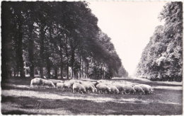 78. Pf. GRIGNON. Ecole Nationale D'Agriculture. Le Parc Aux Moutons. 4 - Grignon