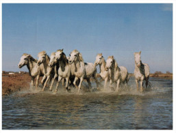 (M+S 851) France  - Chevaux De Camargue - Jungferninseln, Britische