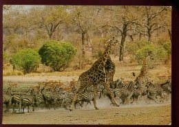 CPM D'Invitation Animaux Girafes  Zèbres Et Gazelles Au Trou D'eau - Giraffes