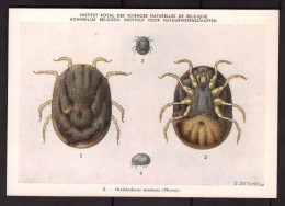 Insectes - Ornithodorus Moubata - CPA N° 2 - Institut Royal De Belgique - Vecteurs D'infections Au Congo Belge - Insetti