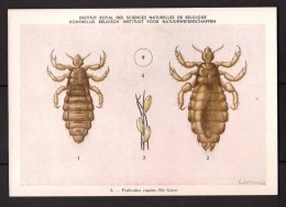 Insectes - Pediculus Capitis - CPA N° 3 - Institut Royal De Belgique - Vecteurs D'infections Au Congo Belge - Insectos