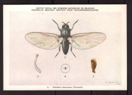 Insectes - Simulium Damnosum - CPA N° 6 - Institut Royal De Belgique - Vecteurs D'infections Au Congo Belge - Insects